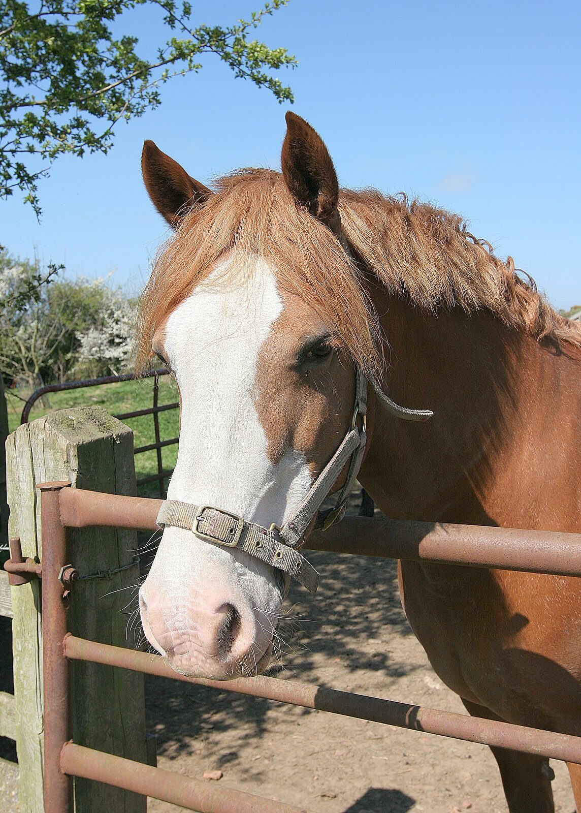 A chestnut pony with a white blaze looking over a field gate